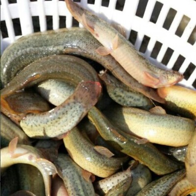 出售2014年成品台湾泥鳅,黄颡鱼鱼苗,成品黄颡鱼_泥鳅价格_中国水产养殖网
